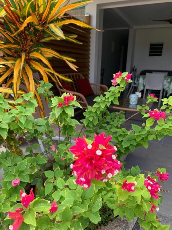 Le Tropical Appartement 1 Ou 2 Chambres Les Anses-d'Arlets Exteriör bild